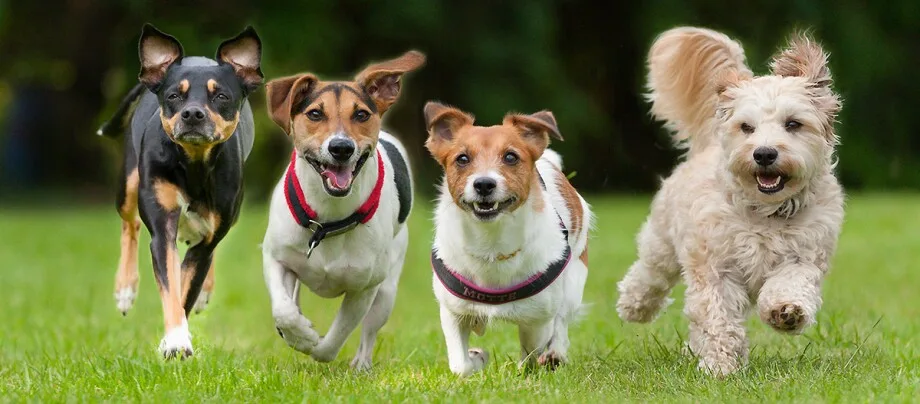 Chiens