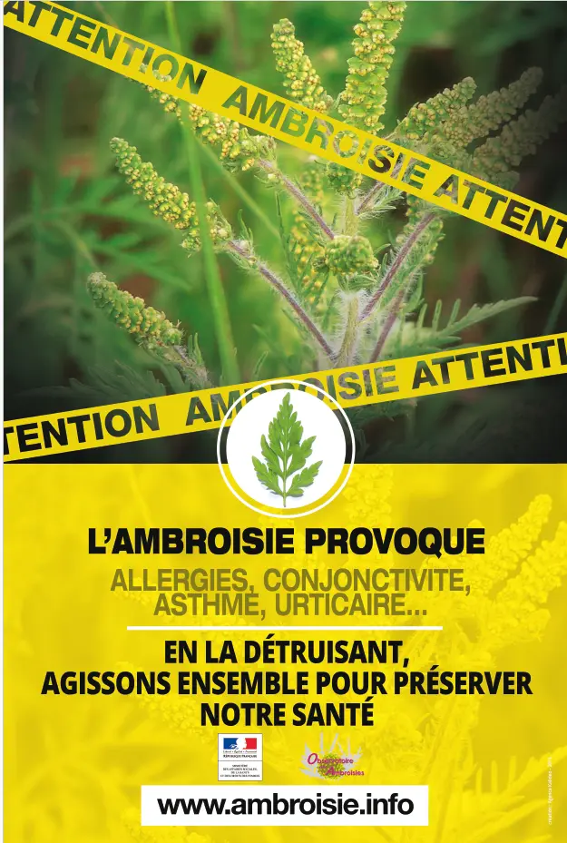 Attention Ambroisie